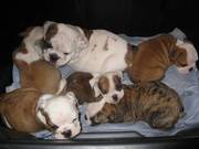 English Bull Dog Puppies searching for a good home