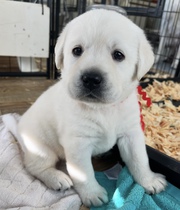 Rehoming White Labrador Puppies 