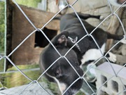 Re homing- Free