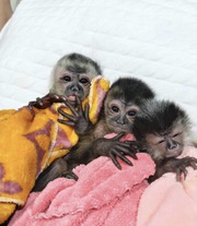 Adorable Capuchin Monkeys for Adoption 